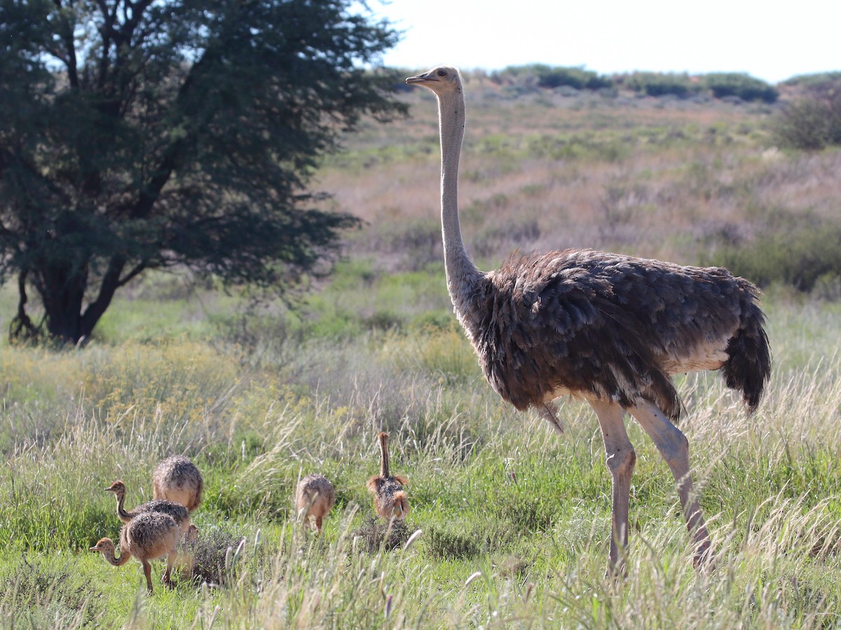 Common Ostrich - ML619729968