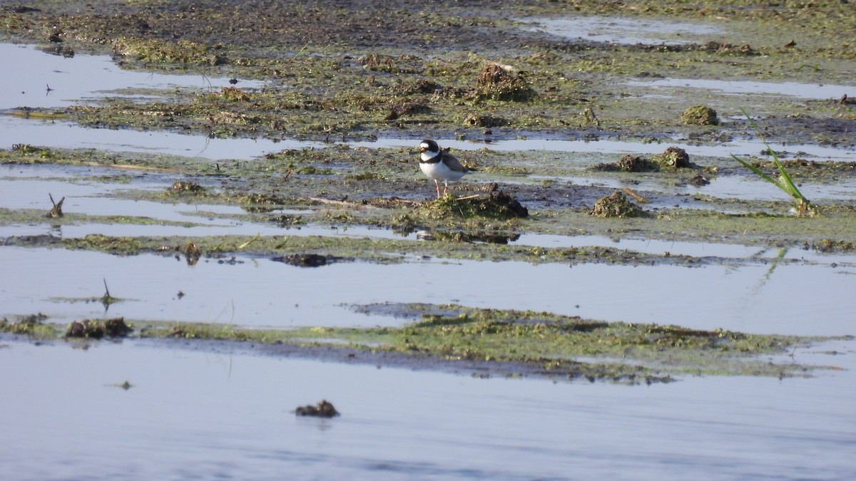 Semipalmated Plover - ML619729973