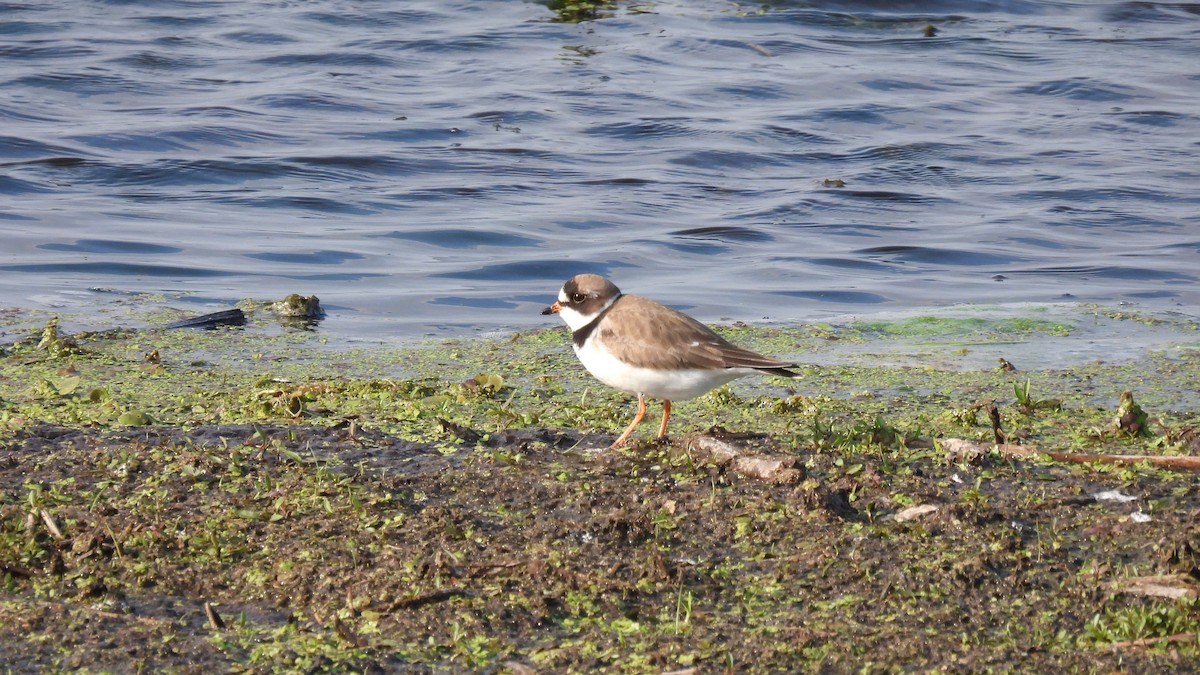 Semipalmated Plover - ML619729974