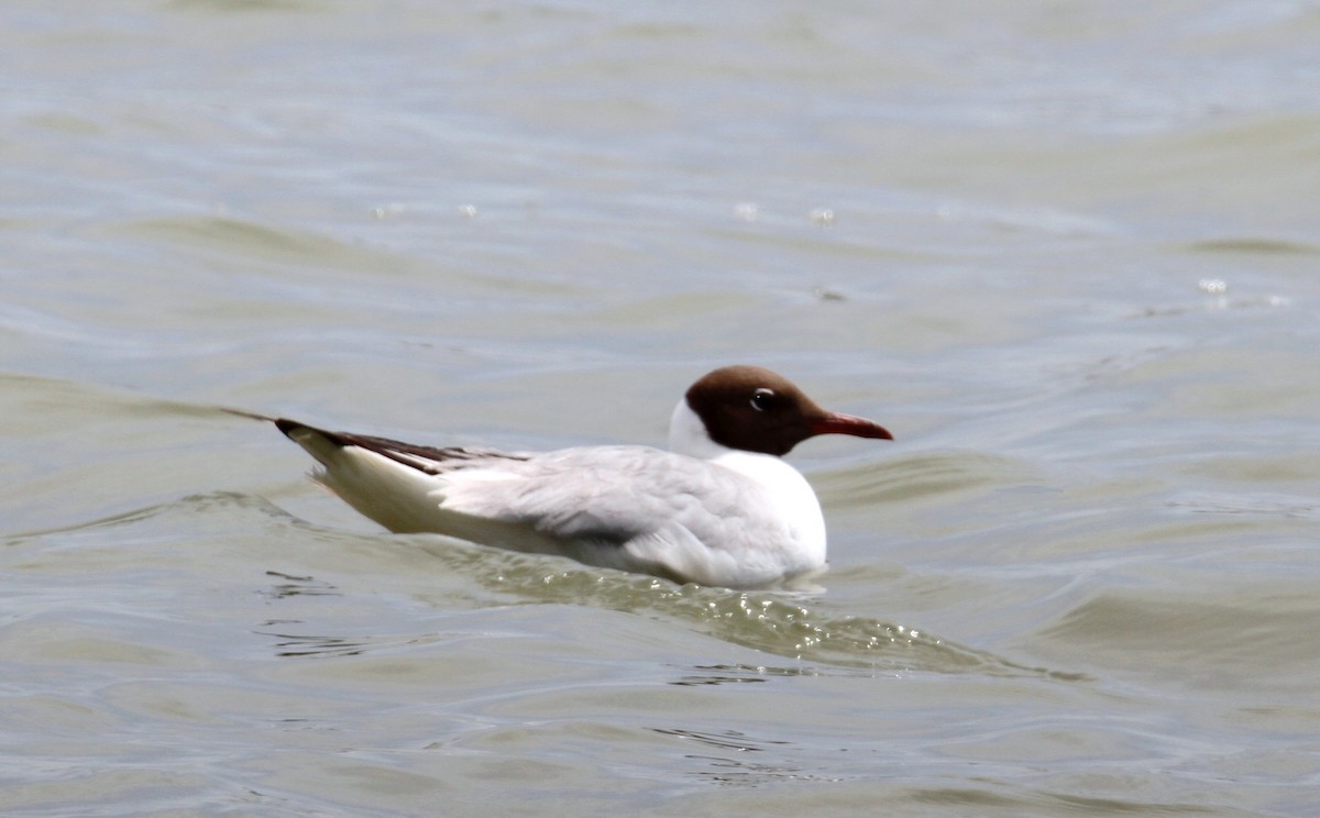 Mouette rieuse - ML619729980