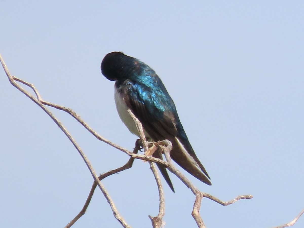 Golondrina Bicolor - ML619729996