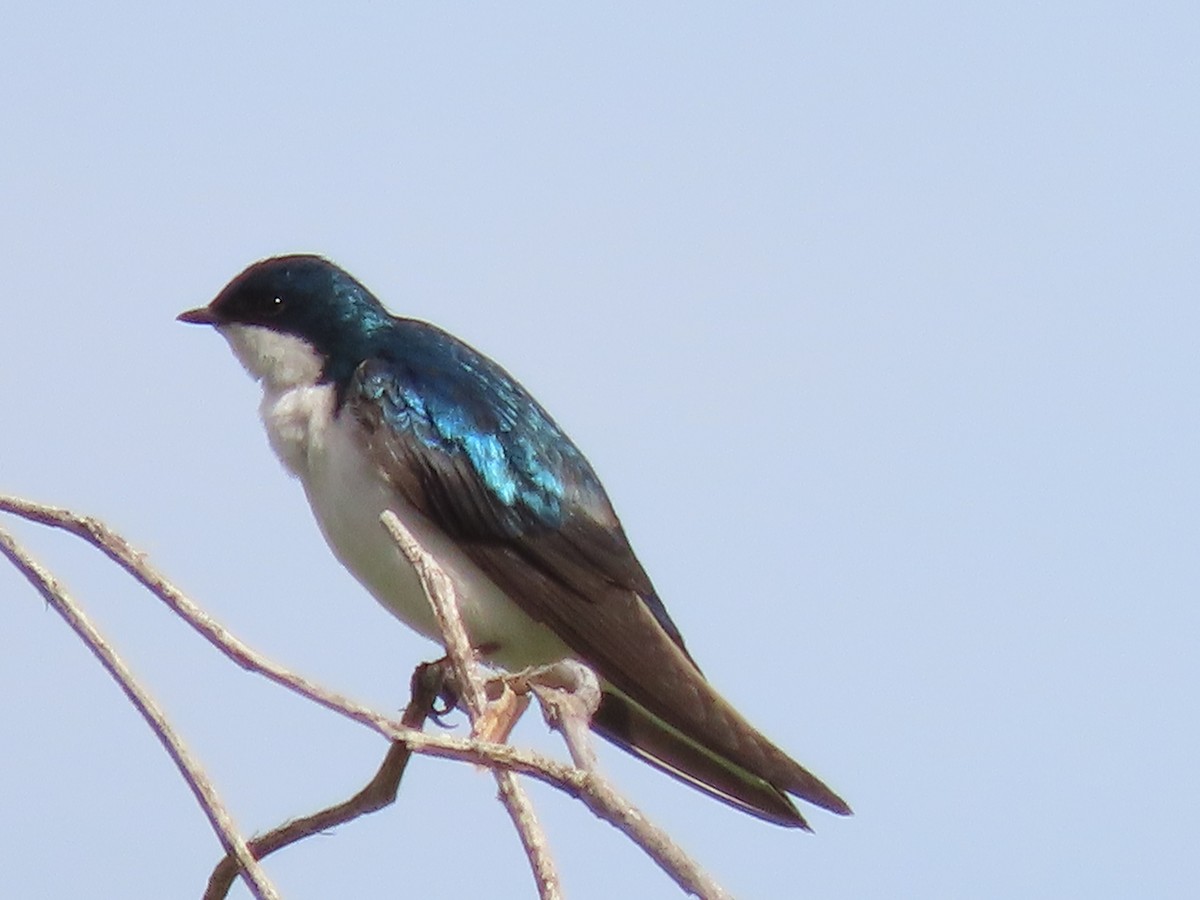 Golondrina Bicolor - ML619730010