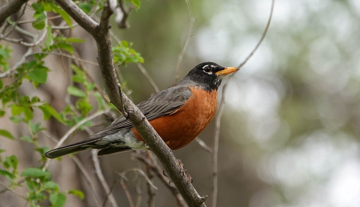 American Robin - ML619730011