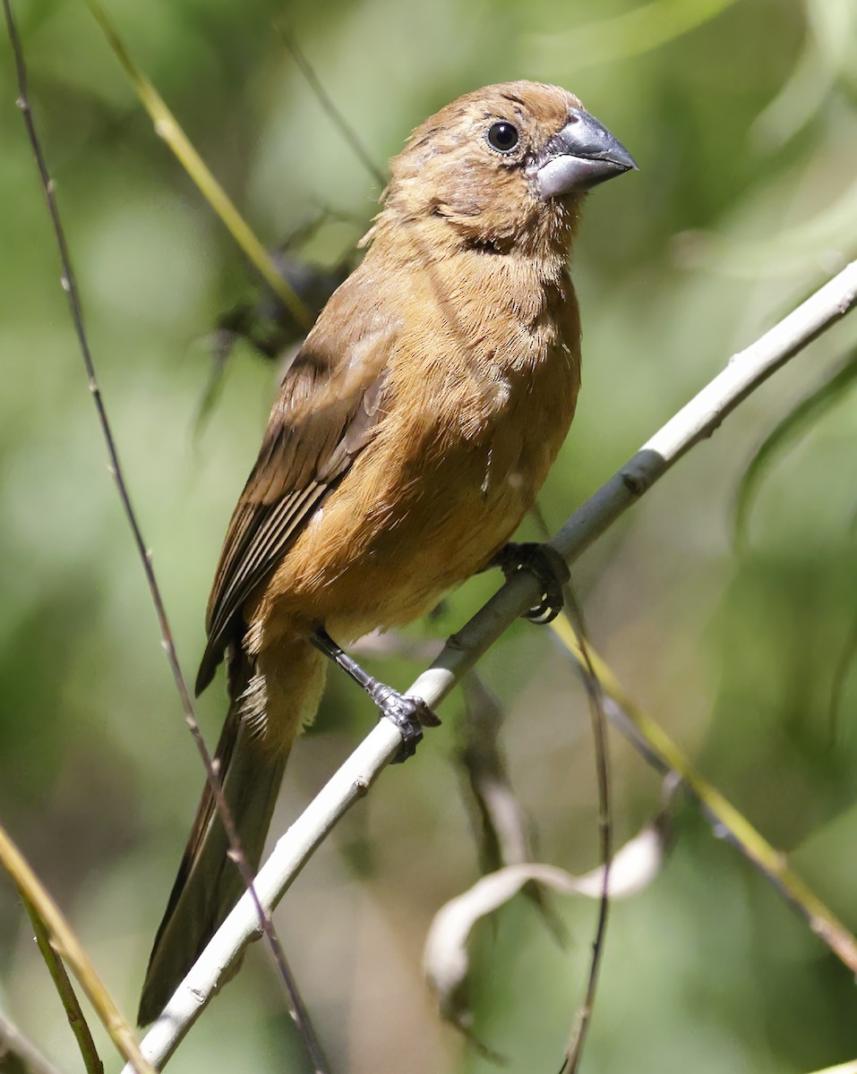 Glaucous-blue Grosbeak - ML619730012