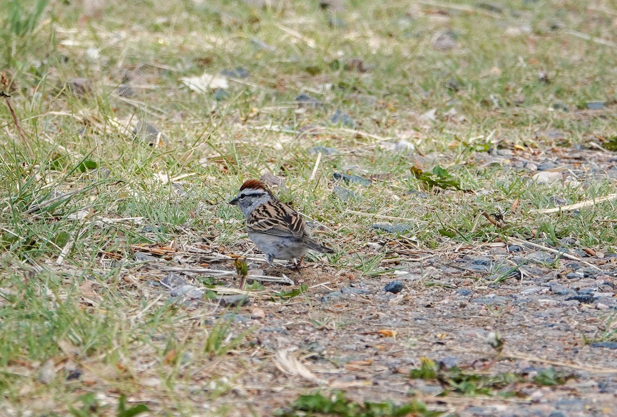 Chipping Sparrow - ML619730039