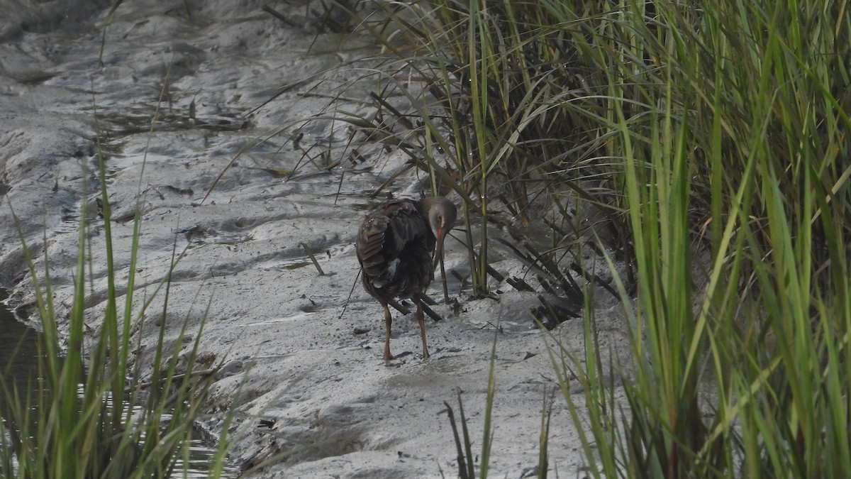 Clapper Rail - ML619730045