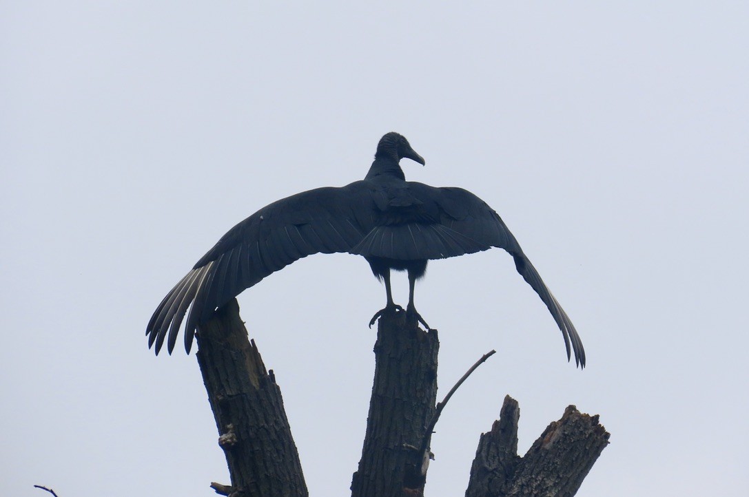 Black Vulture - ML619730046