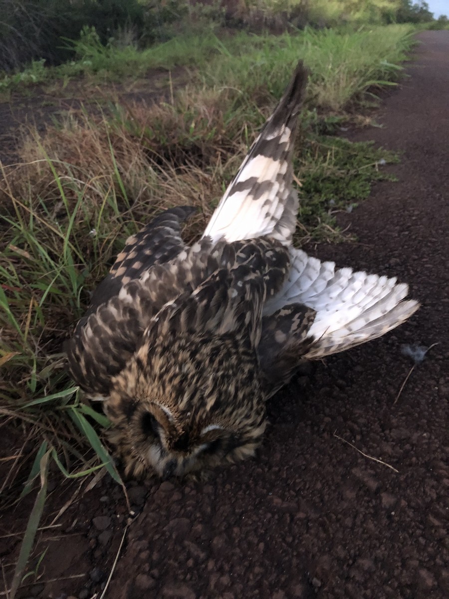 Short-eared Owl - ML619730053