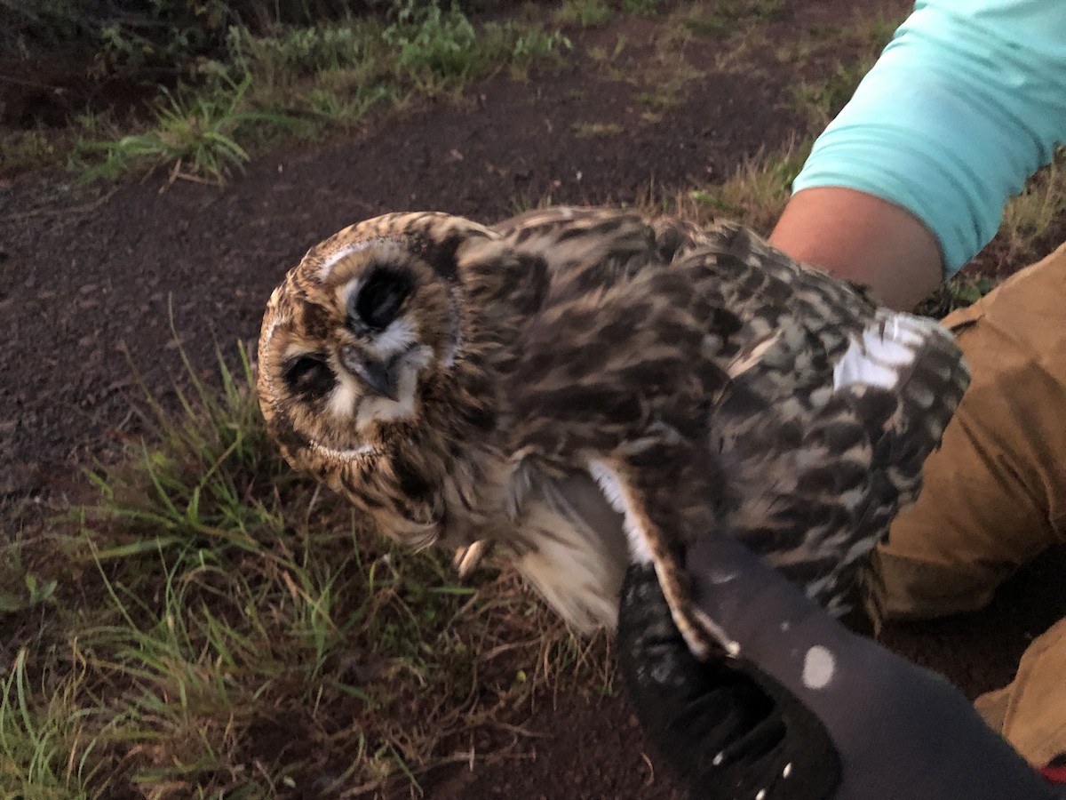 Short-eared Owl - ML619730057