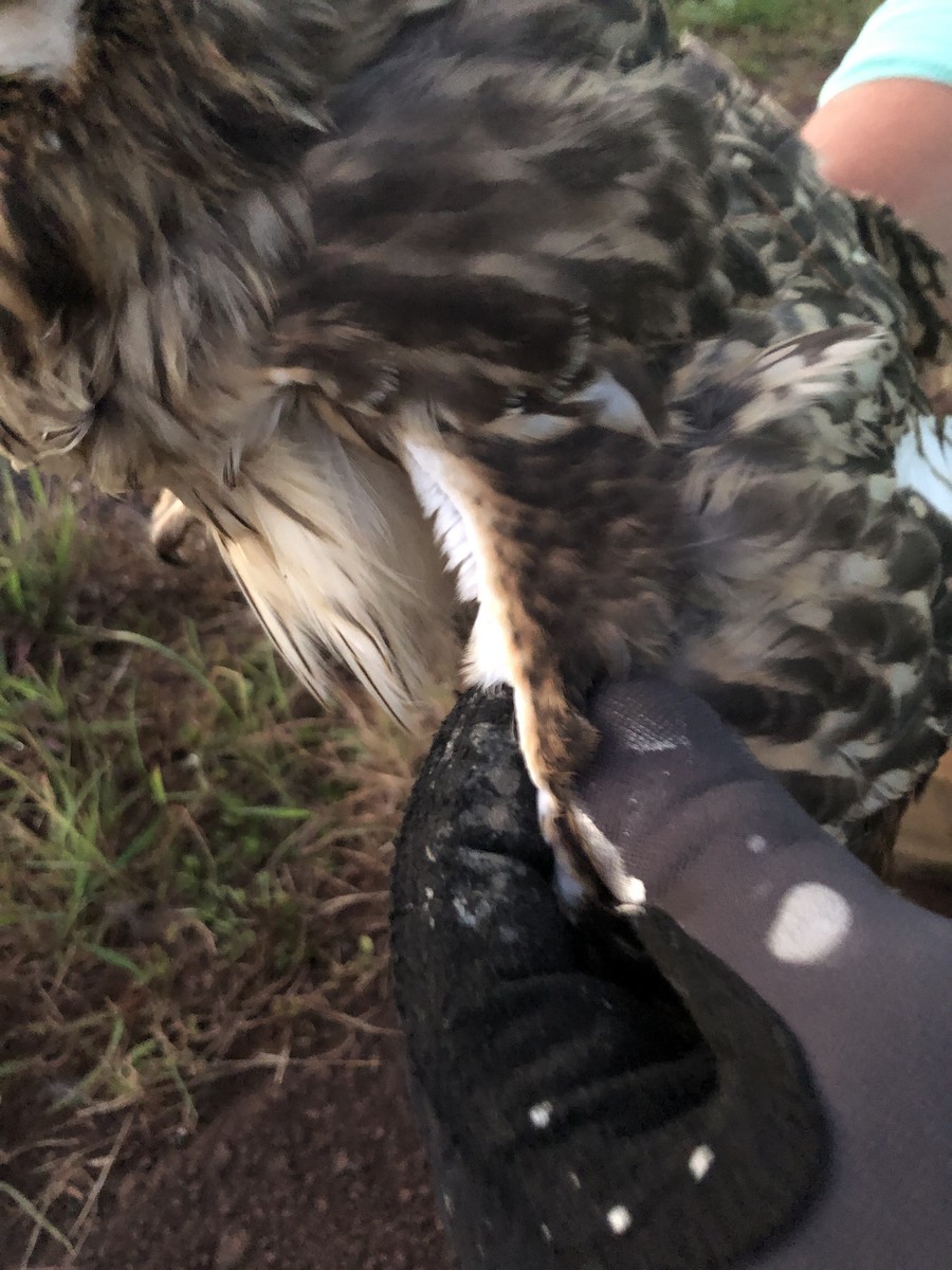 Short-eared Owl - ML619730058