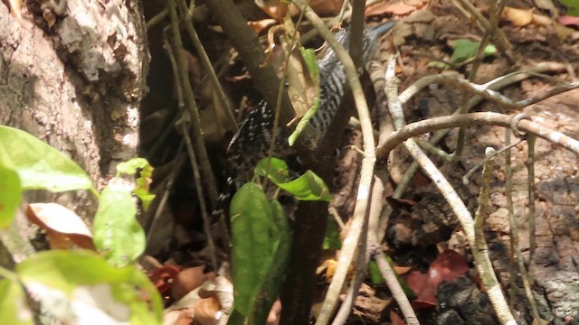 Barred Antshrike - ML619730131