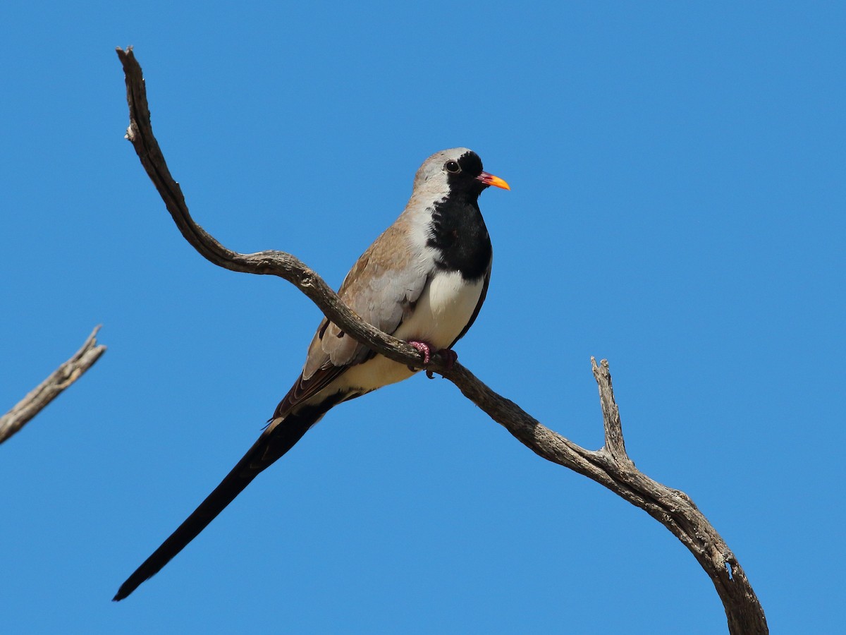 Tortolita Rabilarga - ML619730135