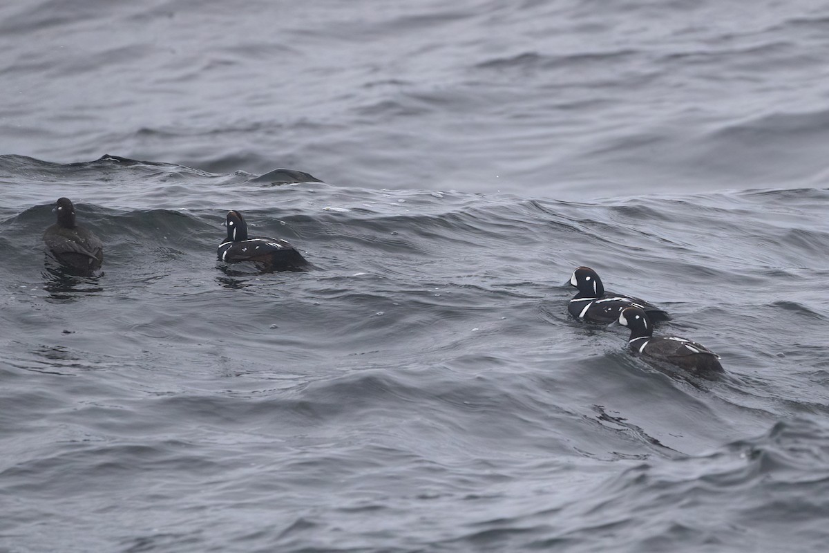 Harlequin Duck - ML619730139