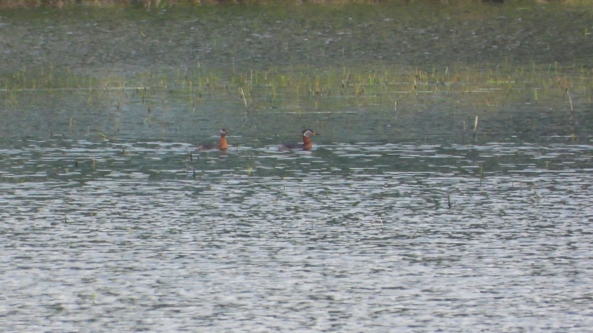 Red-necked Grebe - ML619730141