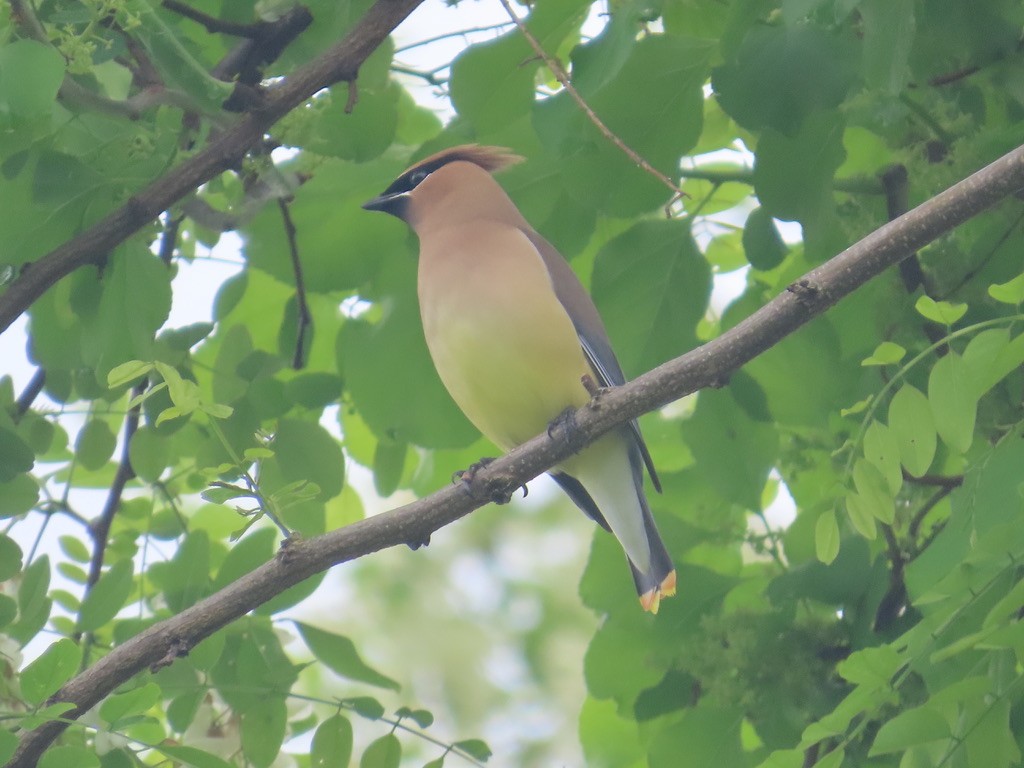 Cedar Waxwing - ML619730142