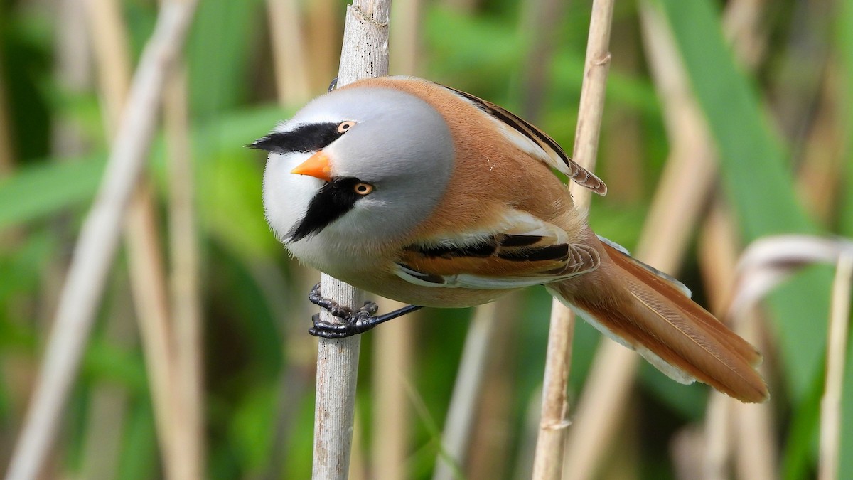 Bearded Reedling - ML619730152