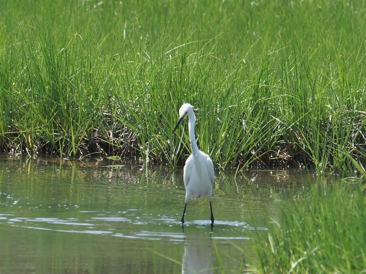 Snowy Egret - ML619730161