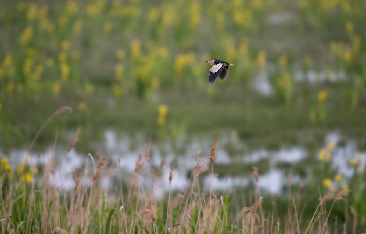 Little Bittern - ML619730174