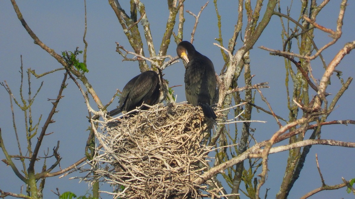 Great Cormorant - ML619730187