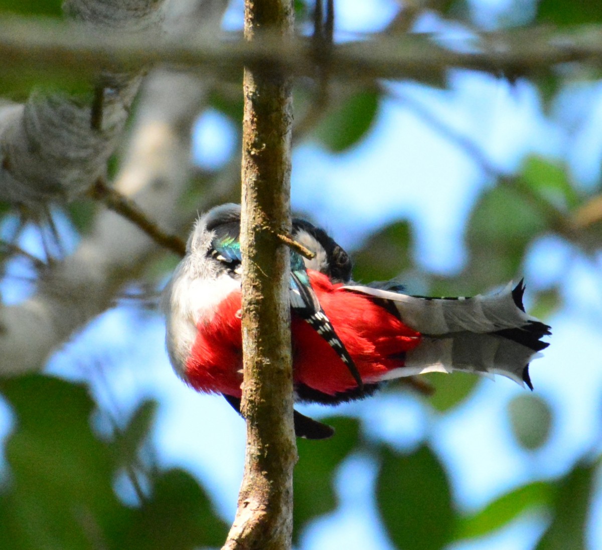 trogon kubánský - ML619730198