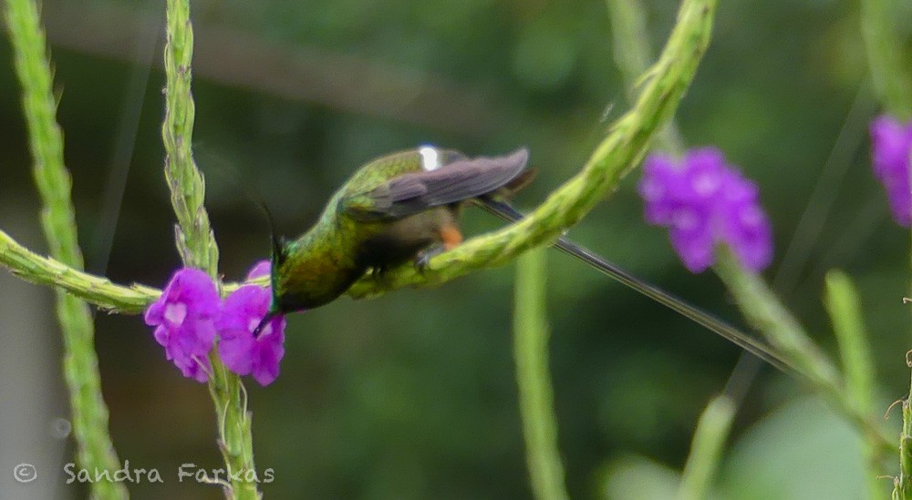kolibřík ostrochocholatý - ML619730213