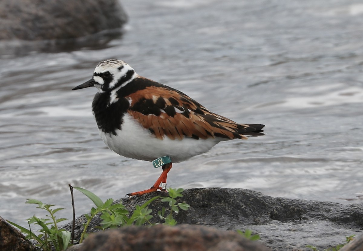 Ruddy Turnstone - ML619730238