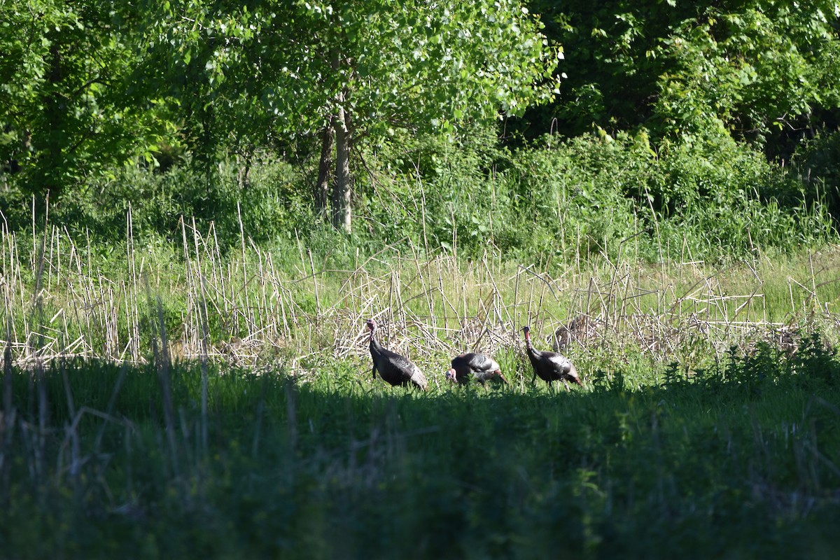 Wild Turkey - ML619730241