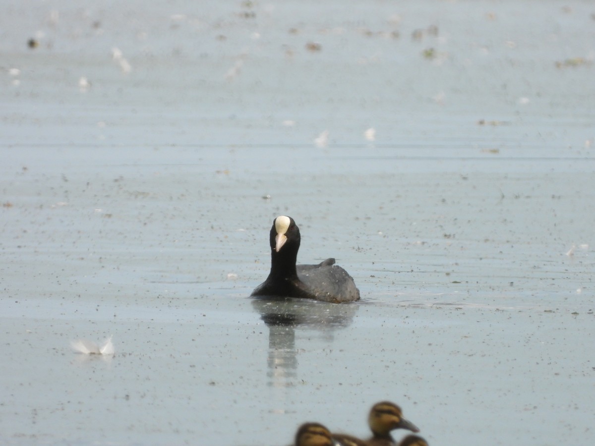 Eurasian Coot - ML619730280