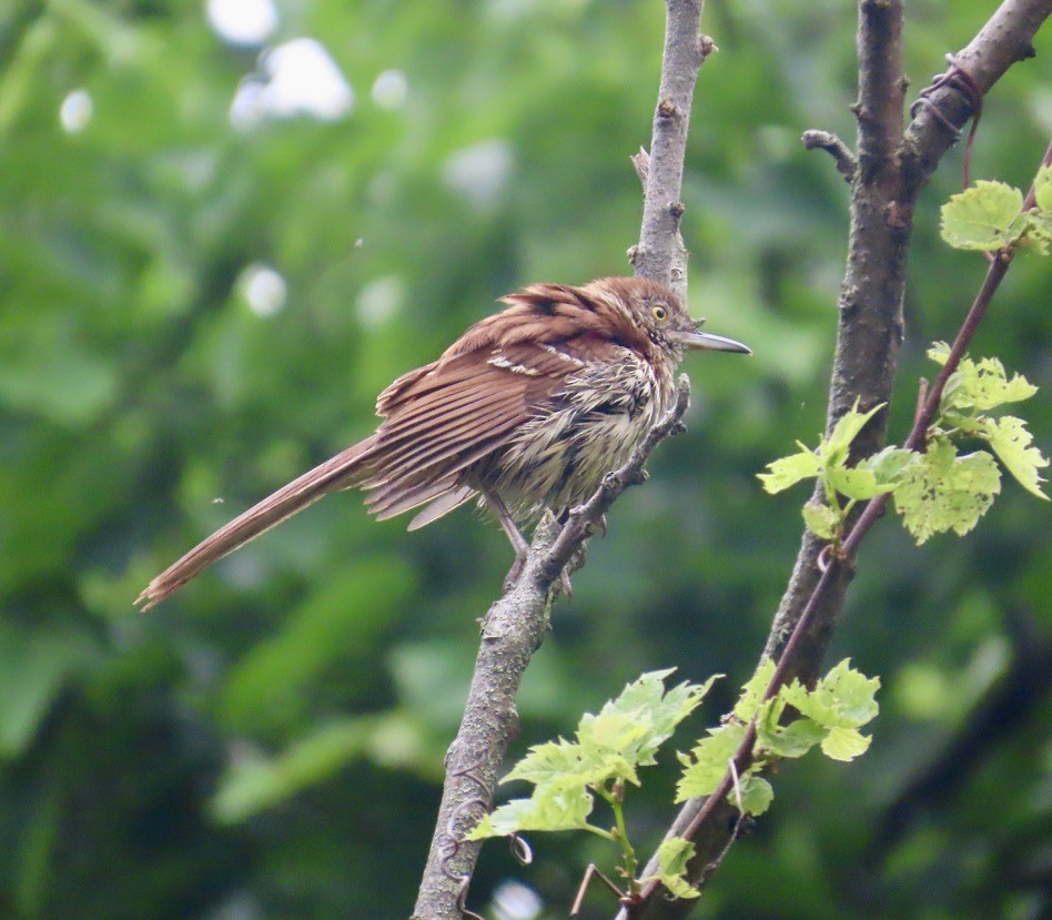 Brown Thrasher - ML619730294