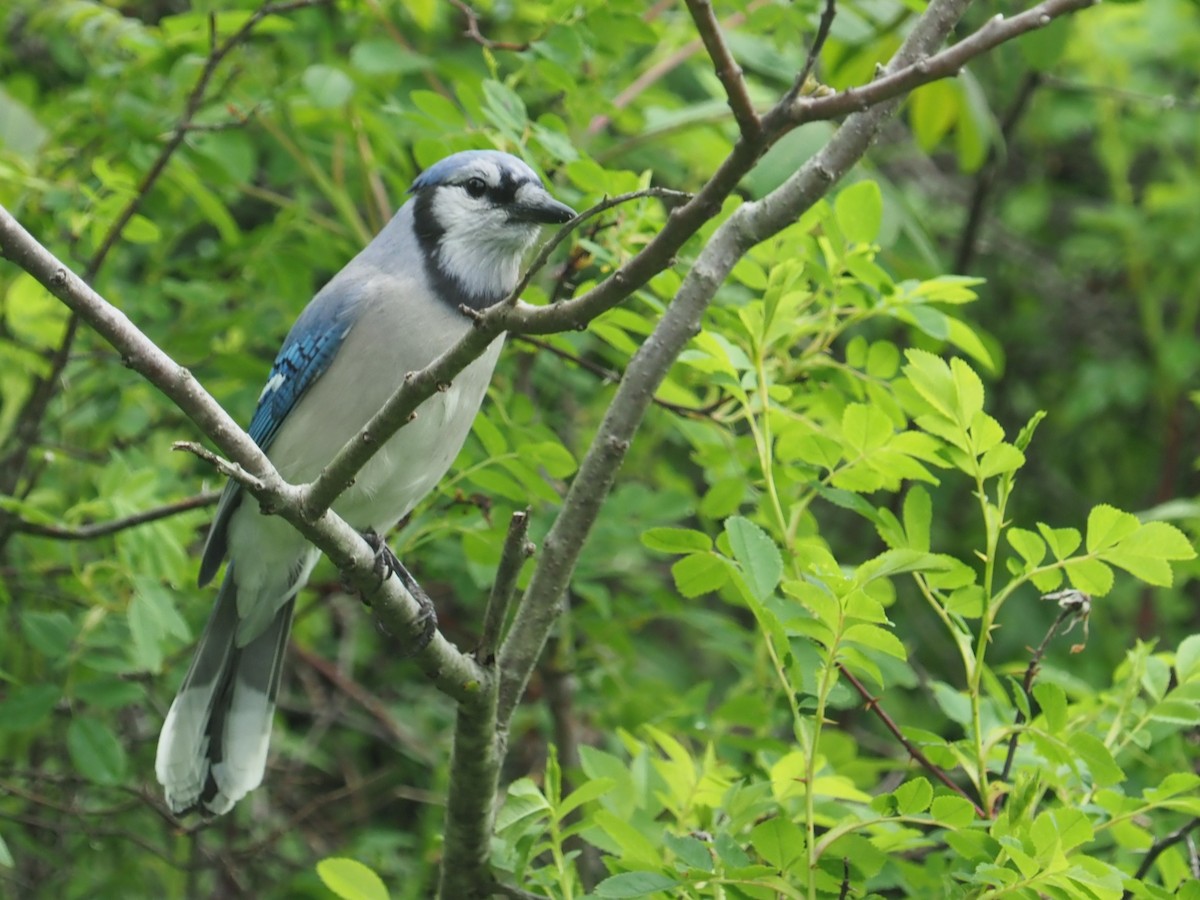 Blue Jay - ML619730297