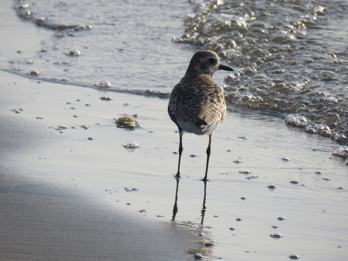 Black-bellied Plover - ML619730305