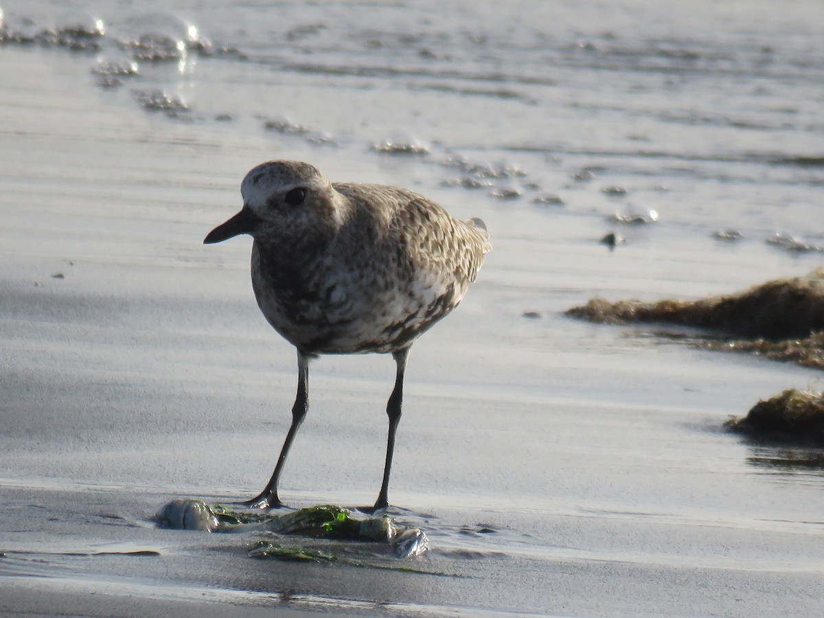 Black-bellied Plover - ML619730306