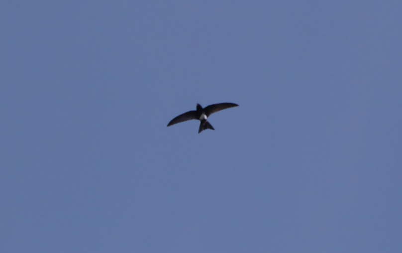 Common Swift - ML619730309