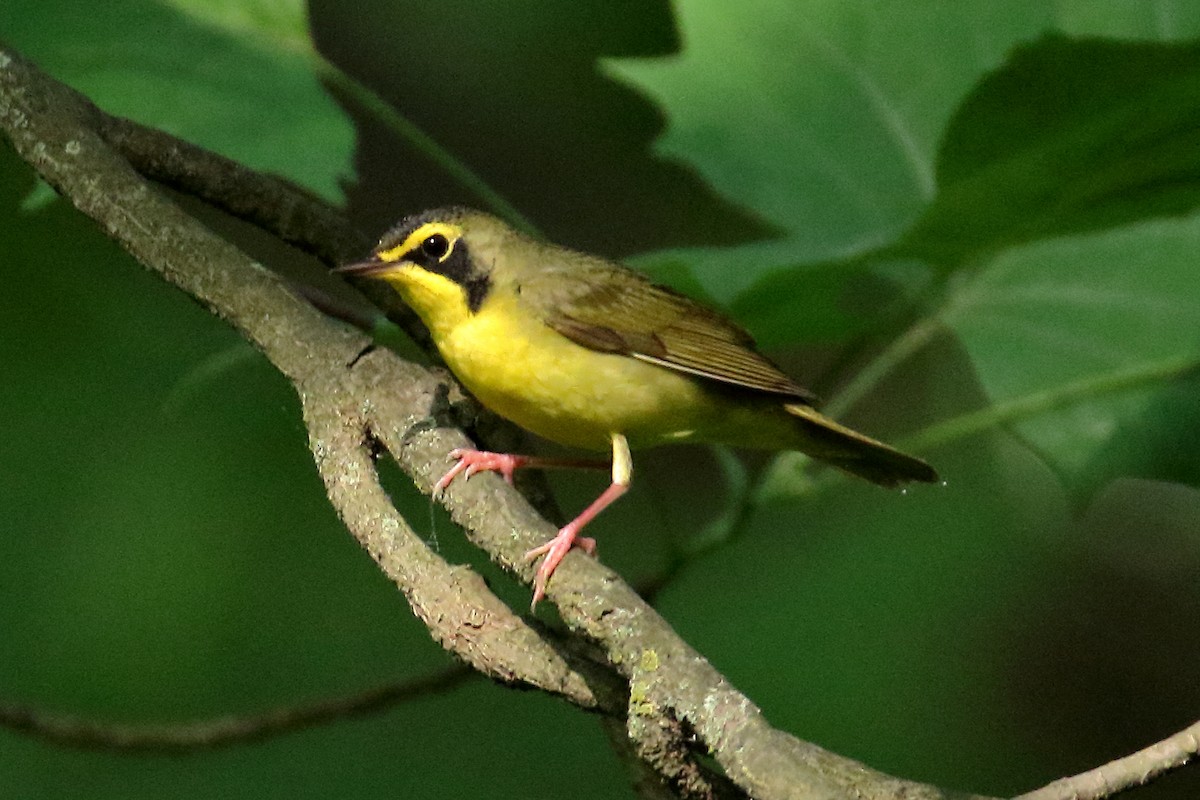 Kentucky Warbler - ML619730314