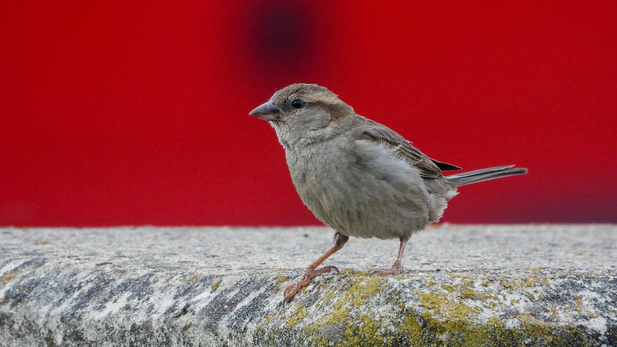 House Sparrow - ML619730325