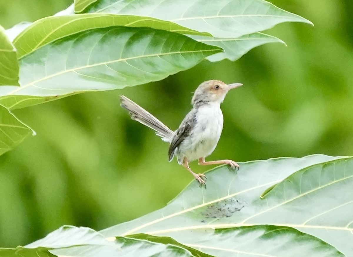 Prinia de Sao Tomé - ML619730354