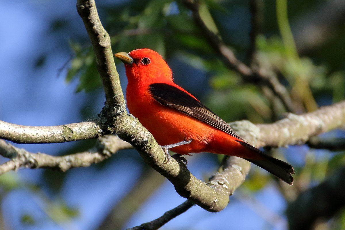 Scarlet Tanager - ML619730356
