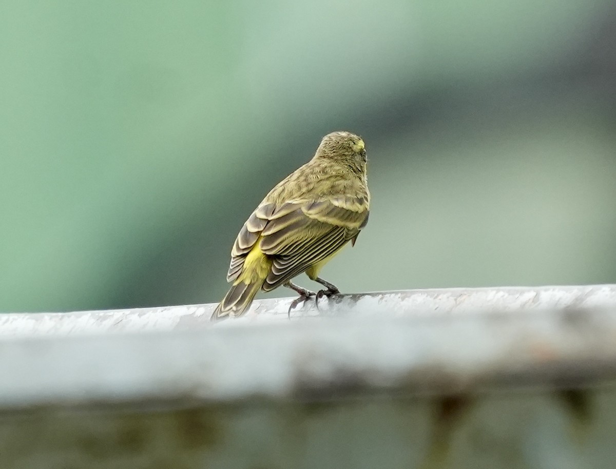 Yellow-fronted Canary - ML619730361