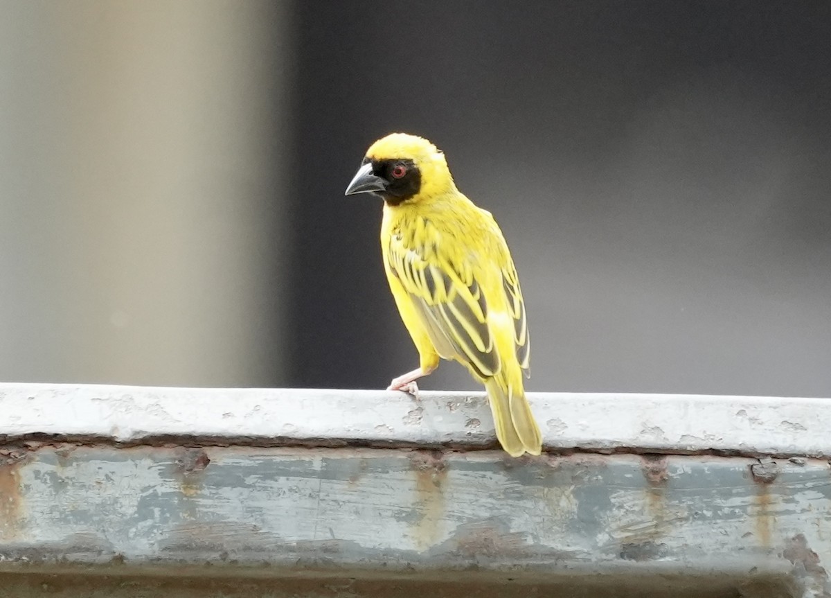 Southern Masked-Weaver - ML619730362