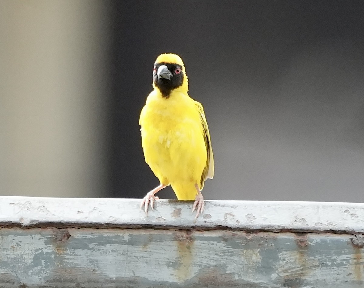 Southern Masked-Weaver - ML619730363