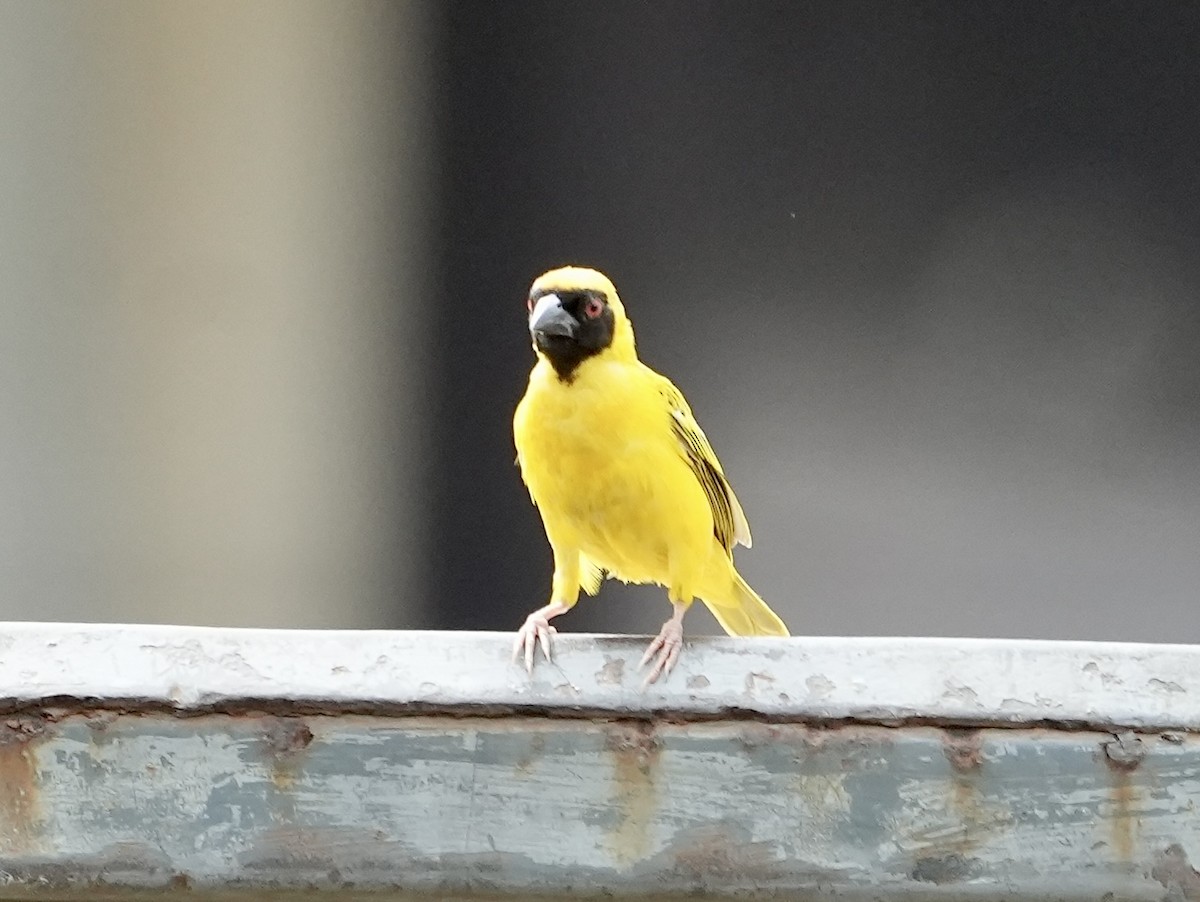 Southern Masked-Weaver - ML619730364