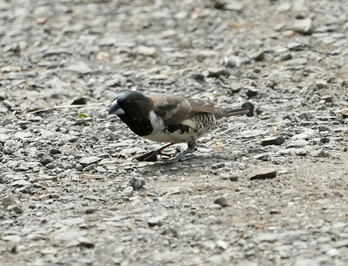 Kleinelsterchen - ML619730370