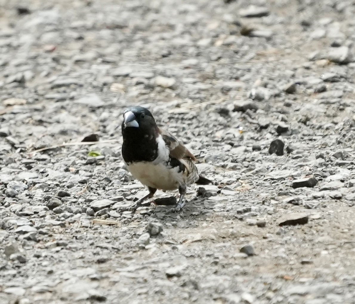 Kleinelsterchen - ML619730371