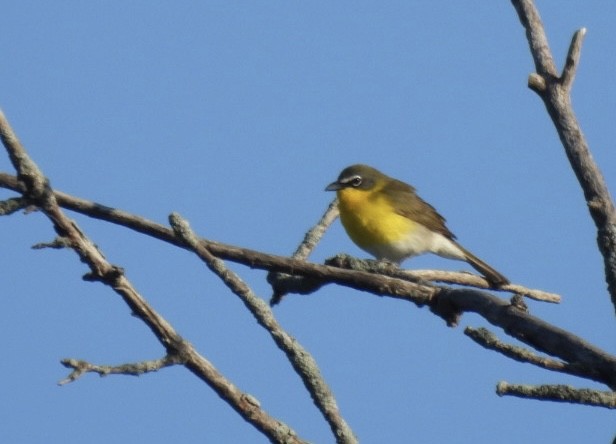 Yellow-breasted Chat - ML619730374
