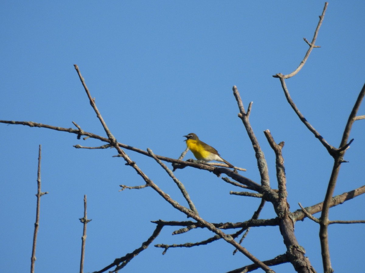 Yellow-breasted Chat - ML619730375