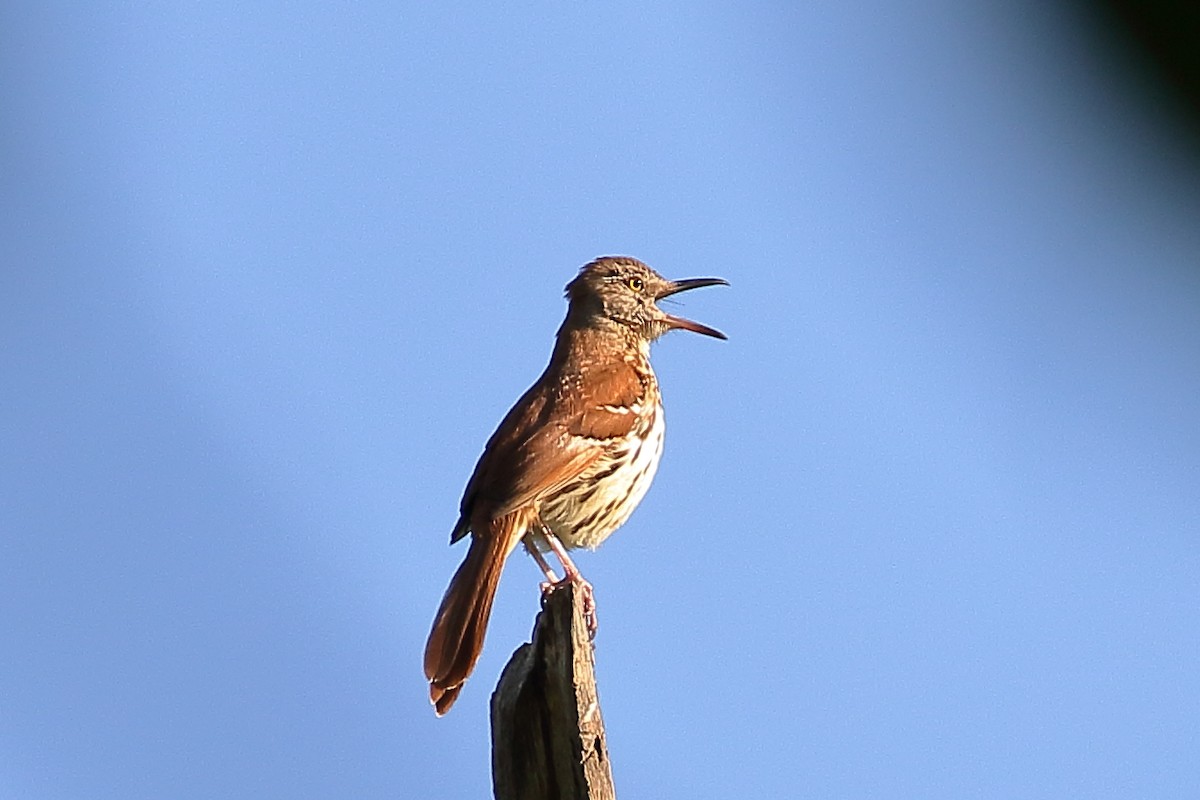 Brown Thrasher - ML619730385