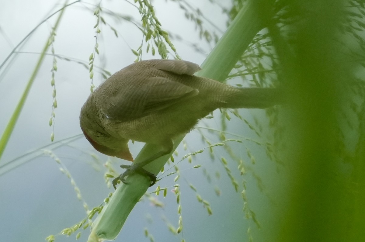 Common Waxbill - ML619730386