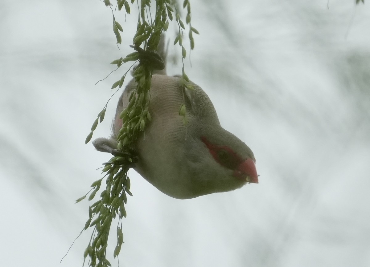 Common Waxbill - ML619730387