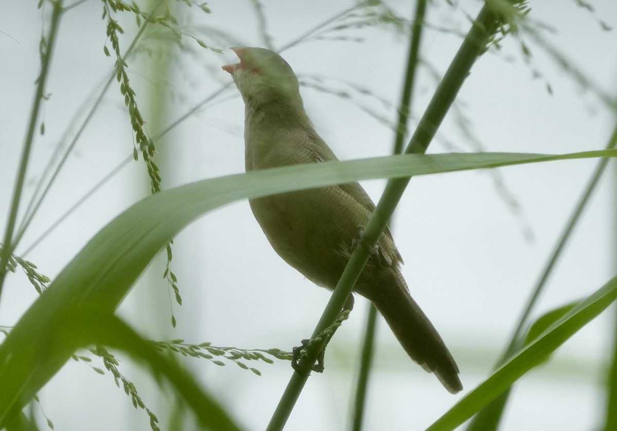 橫斑梅花雀 - ML619730388