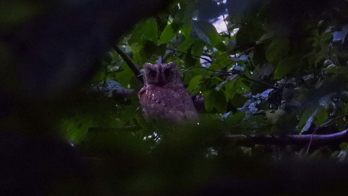Eurasian Scops-Owl - Patrik Spáčil